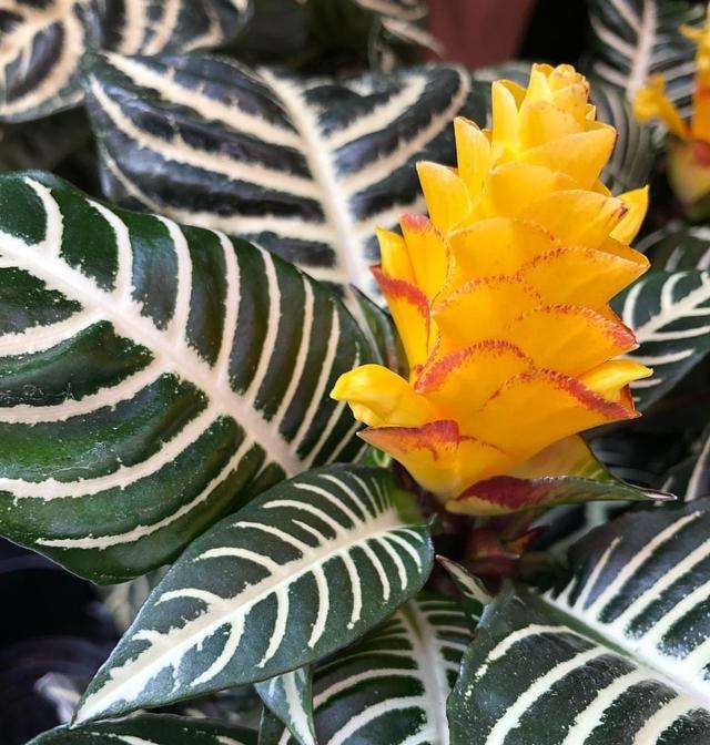 有创意的植物装饰,斑马万年青客厅绿植大盆栽