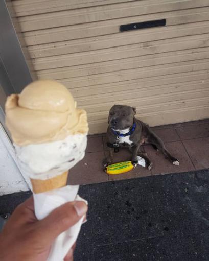 这只狗狗吃不到好吃的居然要和主人拼命，哈哈