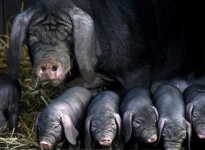 华中猪种有哪些特点,全国最优良猪种