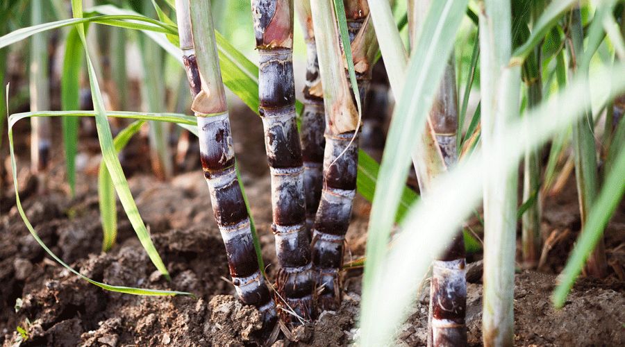 苦过才能回甘,茶苦回甘诗歌
