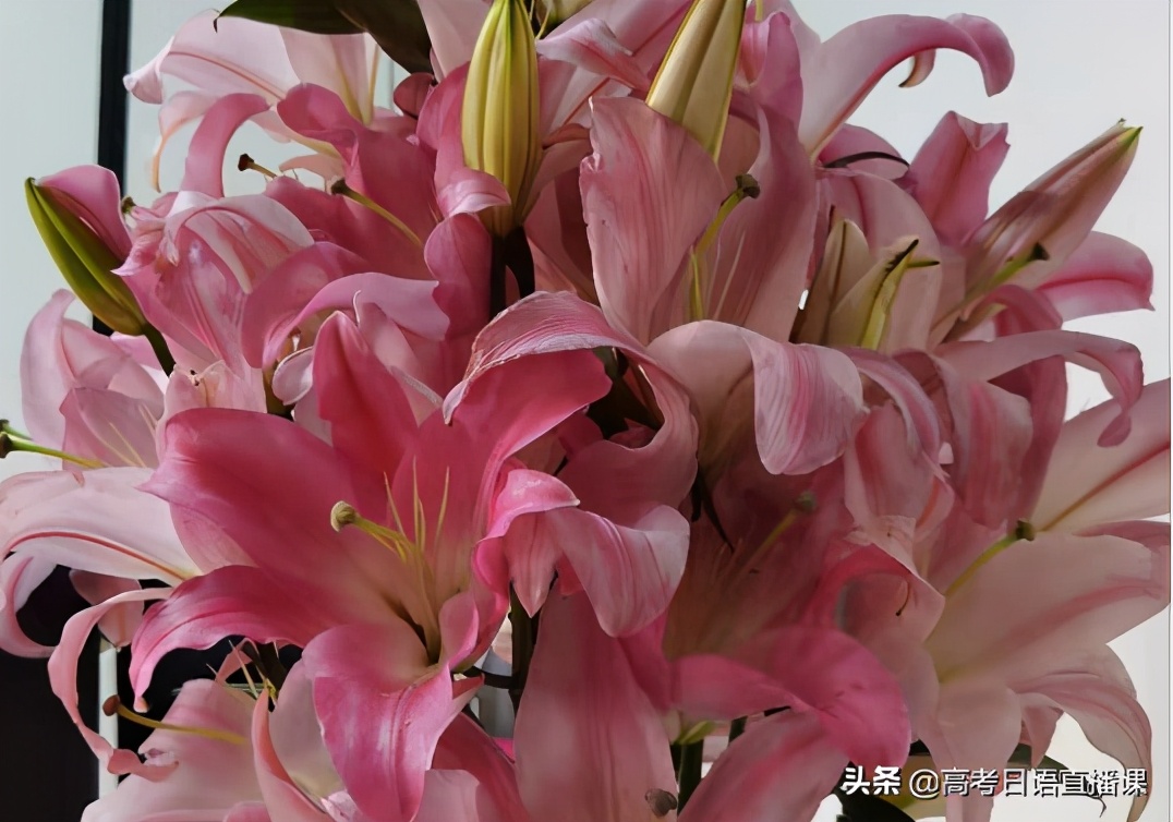 高考日语基本知识归纳与练习资料,高考日语必考语法知识点