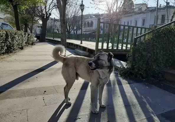 土耳其是爱猫之国吗,土耳其爱猫之城是哪里
