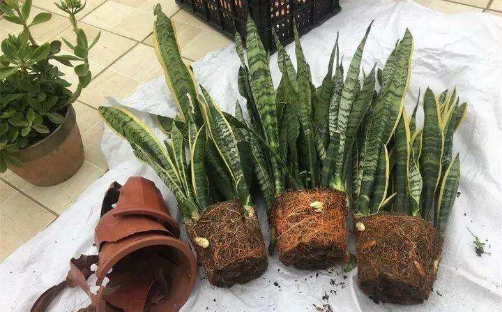 新手养花必选4种花,君子兰开春如何换盆换土