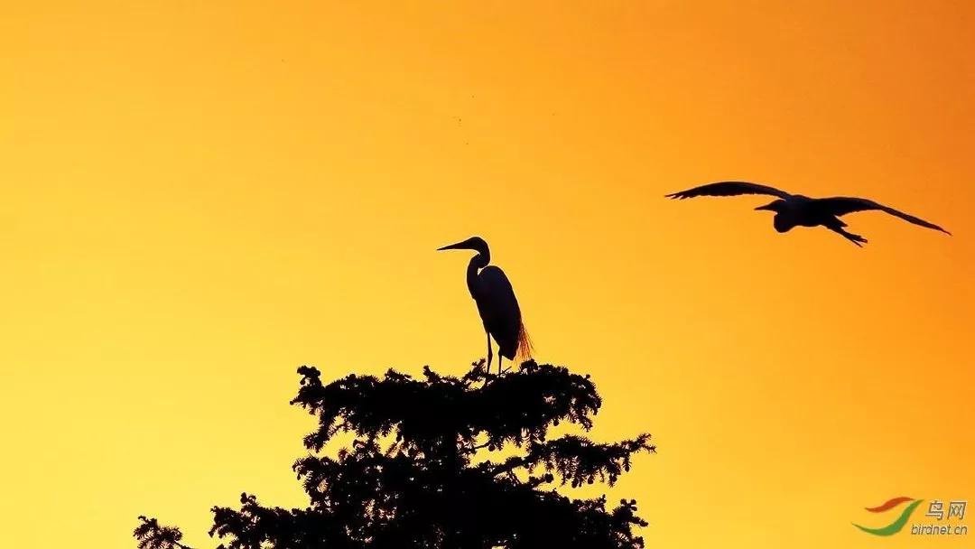 五年级部编版语文白鹭讲课视频,部编小学语文五年级上册白鹭课件