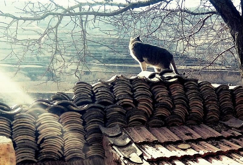 猫咪高空坠楼,关于猫咪坠楼的经验分享参考
