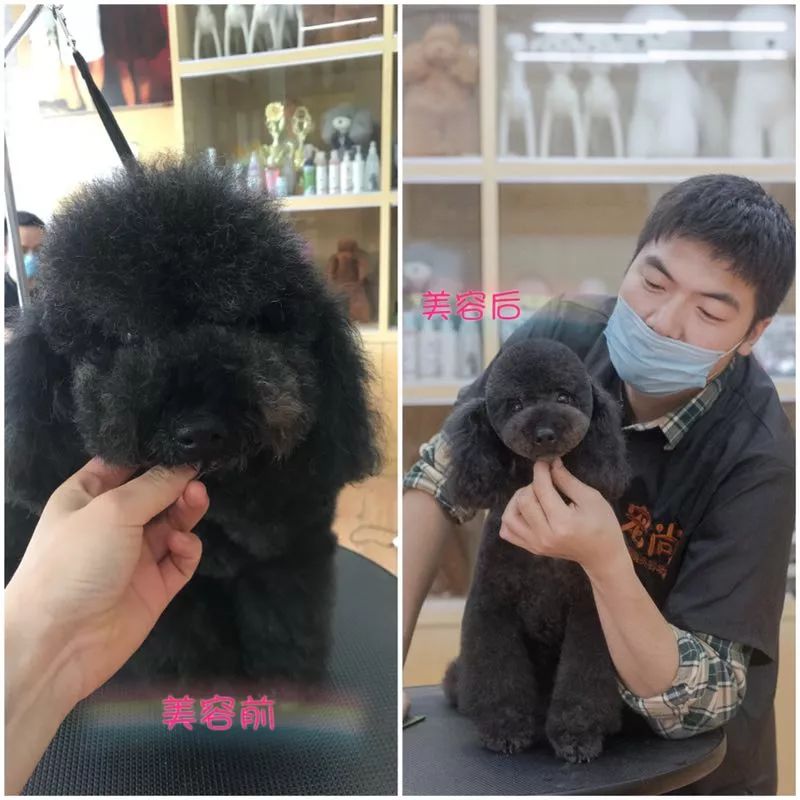 宠物美容专业的职业规划,宠物美容的理解与想法