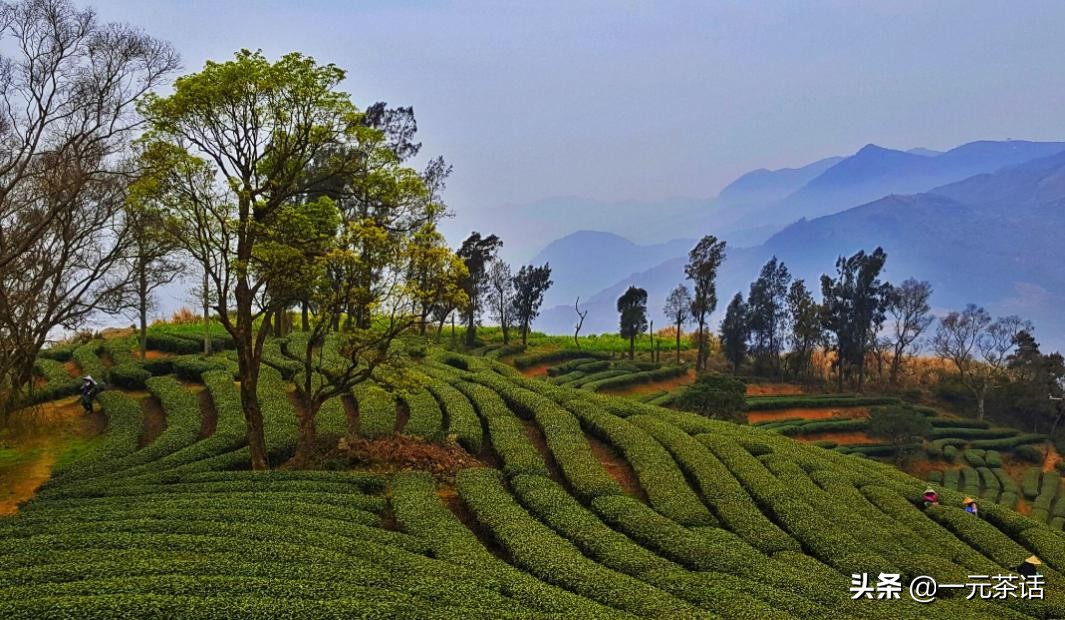 张一元龙毫茶多少度水冲泡,春之茶明前龙井