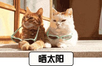 猫得了猫藓怎么办，不用慌，其实没那么复杂！耐心加科普即可