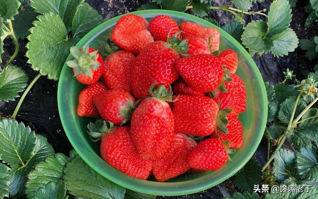 惊蛰当季水果蔬菜,惊蛰节气吃什么水果比较养生