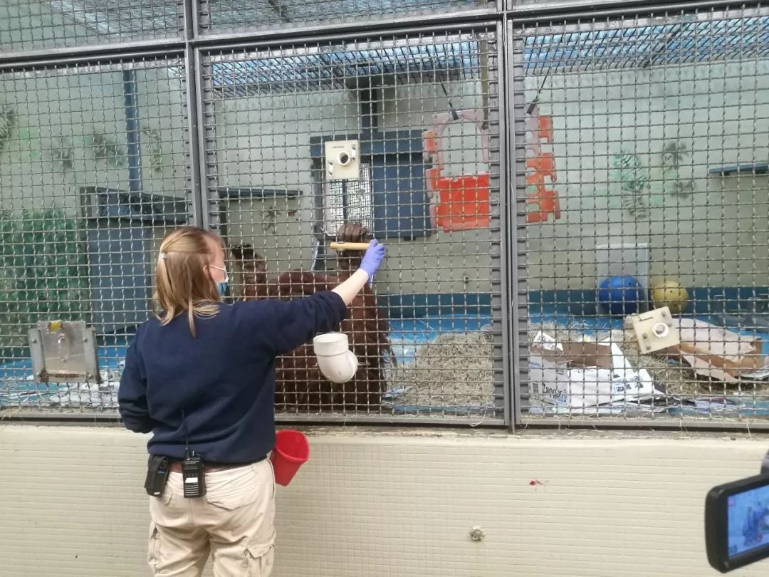 亚特兰大动物园,亚特兰大动物园和华盛顿动物园