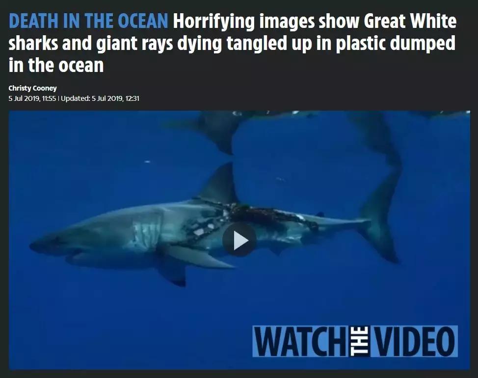 1116只鲨鱼被塑料缠住，不及余文乐发布一则视频引发的“痛感”