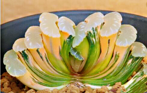 冰灯玉露防辐射彩色多肉植物,超大母本冰灯玉露多肉植物