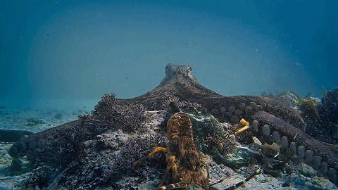 人鱼情未了在线阅读,人鱼情未了电视剧免费观看