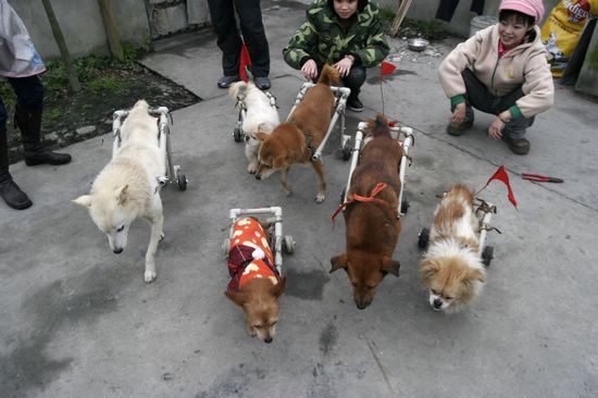 给残疾猫装轮椅,照顾残疾猫咪