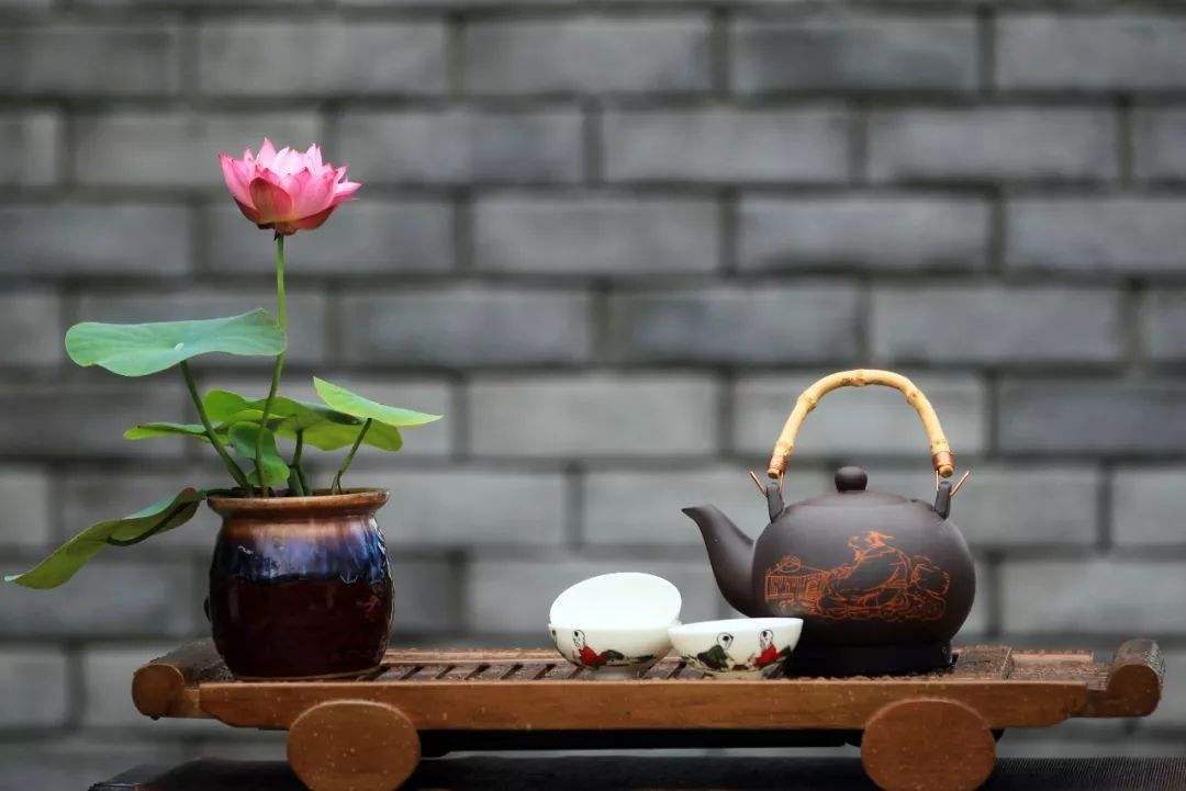 碗莲长得特别长怎么养才能开花,碗莲开花非常的漂亮而且时间长