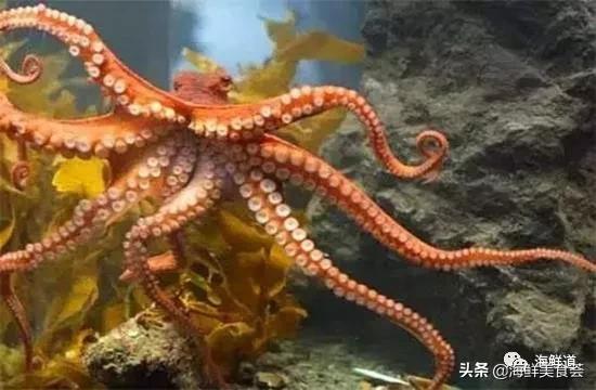 十种最美味海鲜,100种常见海鲜大全图