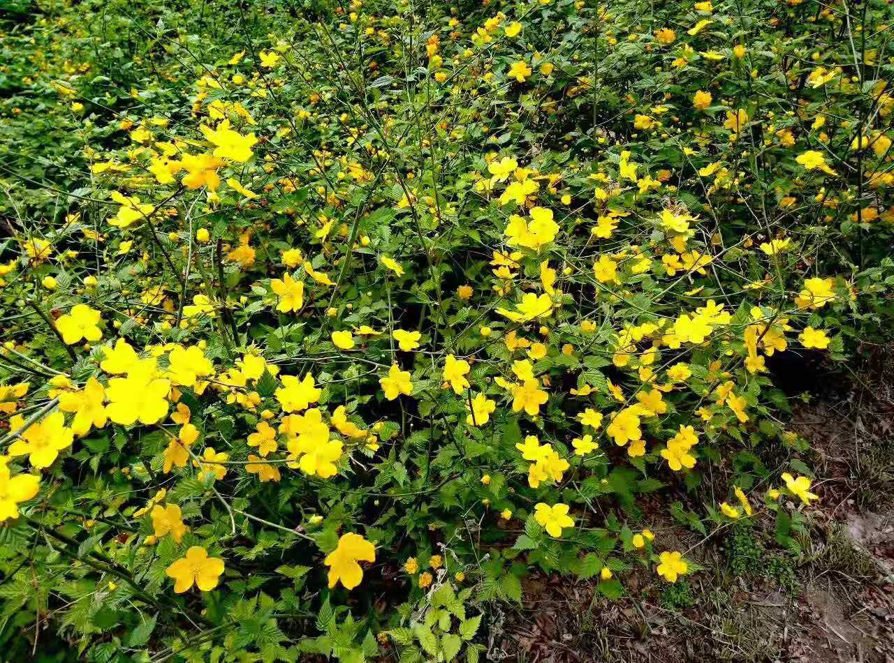 达活泉的春天图片,达活泉的秋景