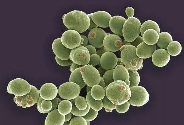 微生物的科普知识,乳酸菌和酵母菌的图怎么区别