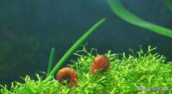 苹果螺容易爆,苹果螺爆缸用什么药对鱼没有危害