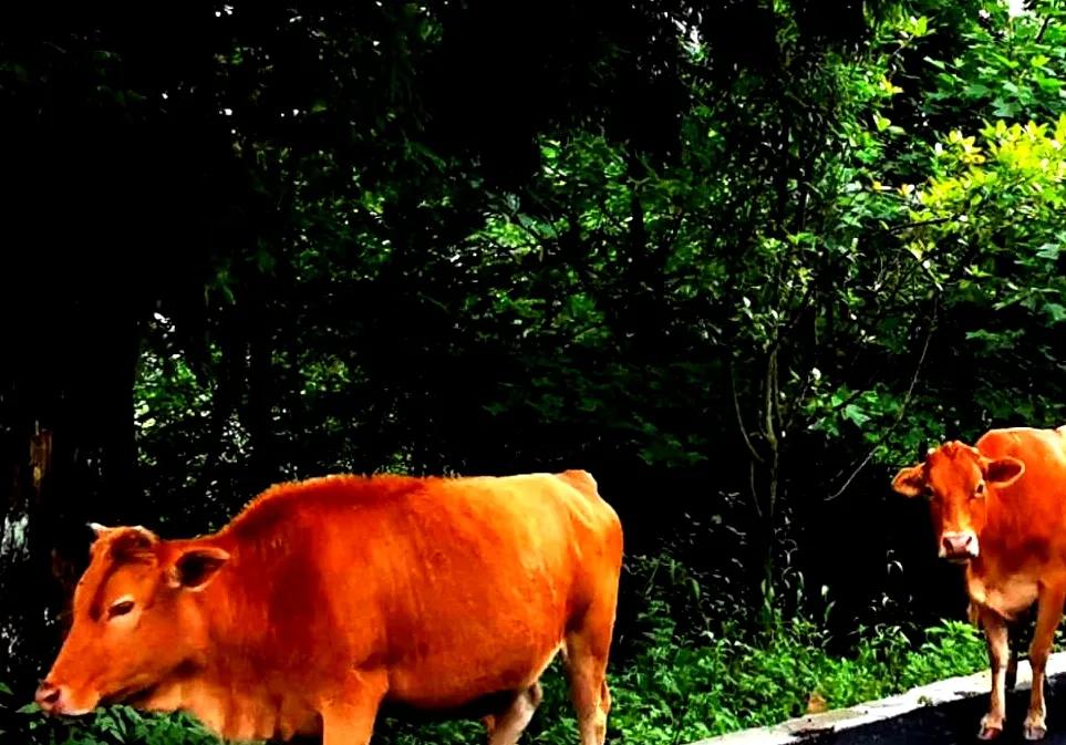 原创散文：我们远离了牛和牛身上的气味，进入到一个轮子的时代