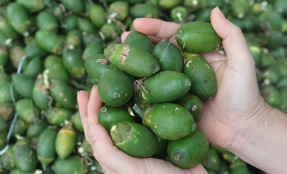 印度的恶魔果实槟榔,恶魔的果实槟榔科普