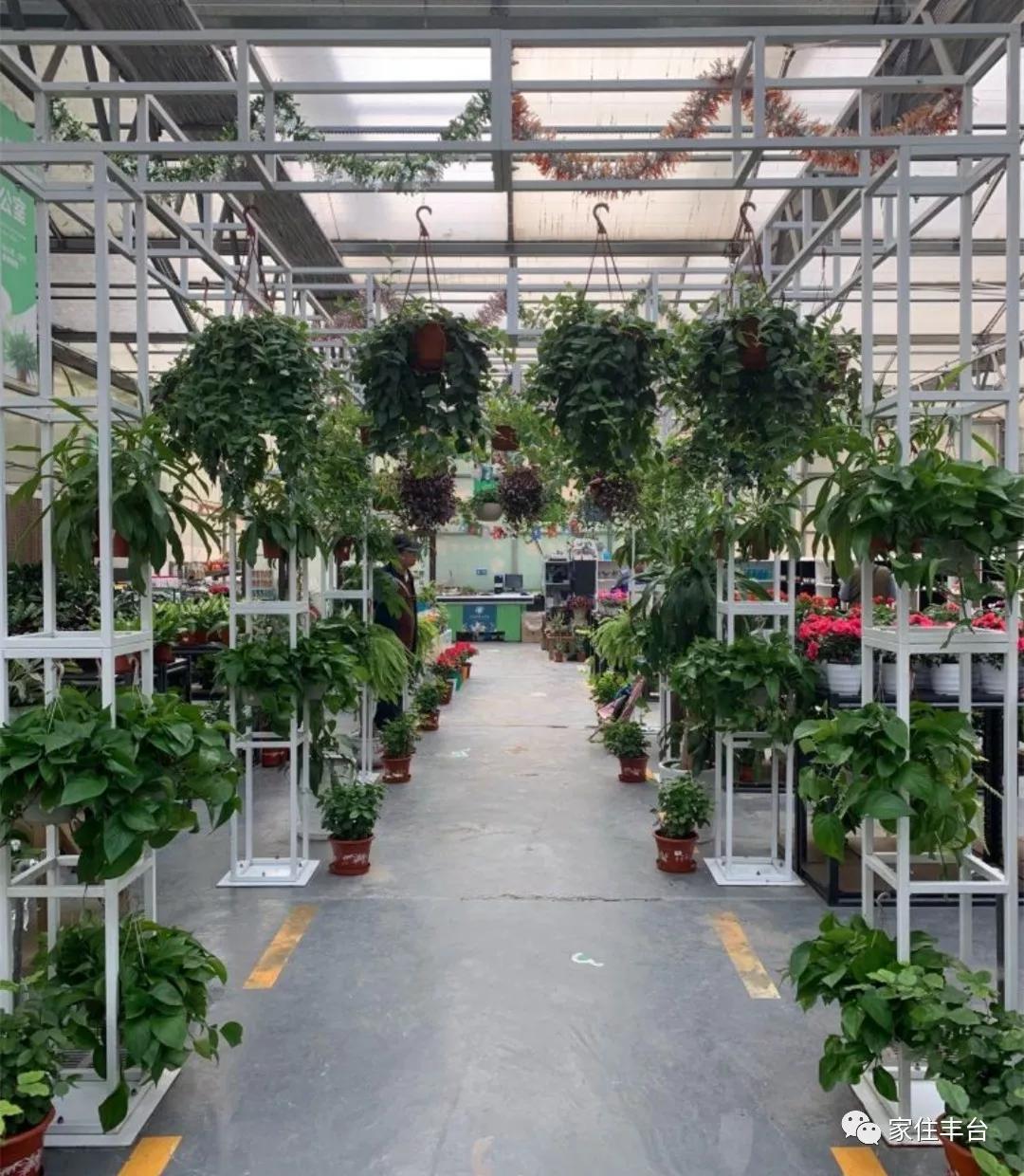 小编整理！丰台四大花市逛买攻略！春节就要这喜庆劲儿