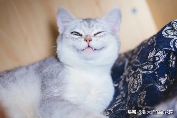 辟谣猫有弓形虫,猫咪会不会来月经