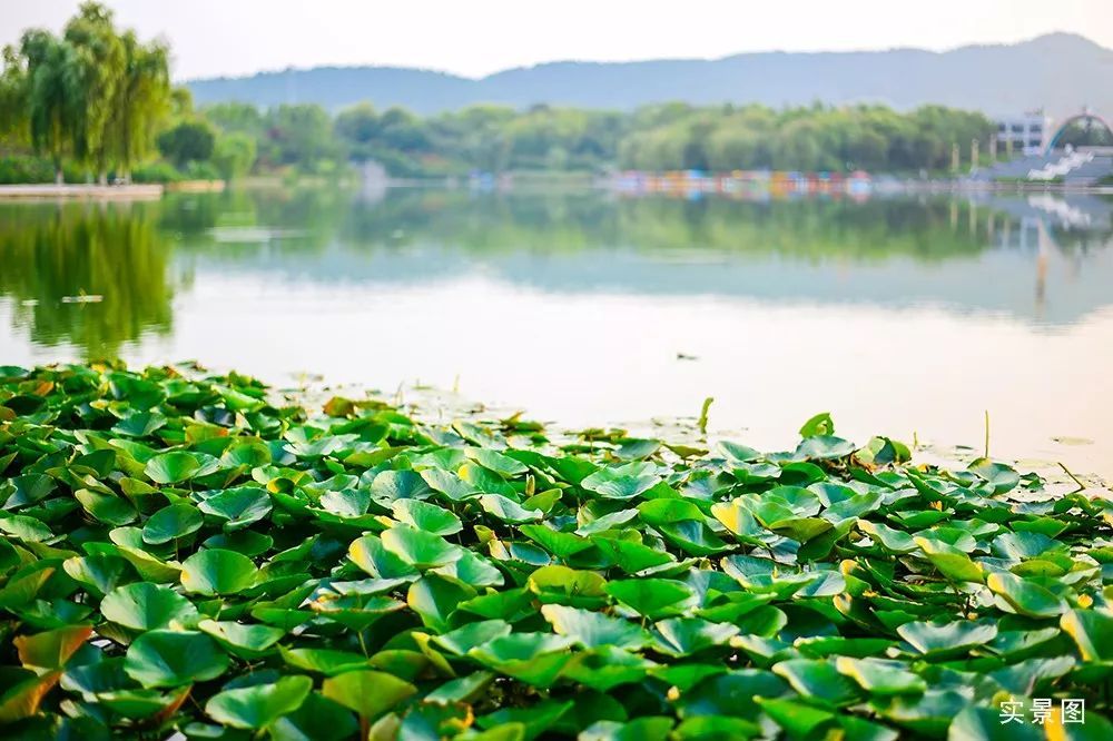 立秋时节让我们走进济南高新区彩虹湖