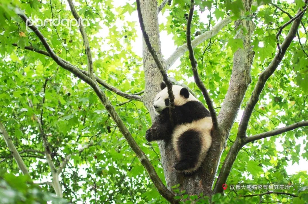 挂树的正确方法,猴子挂树姿势