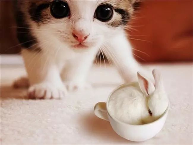 猫咪身上寄生虫怎么处理,猫咪身上的寄生虫怎么处理