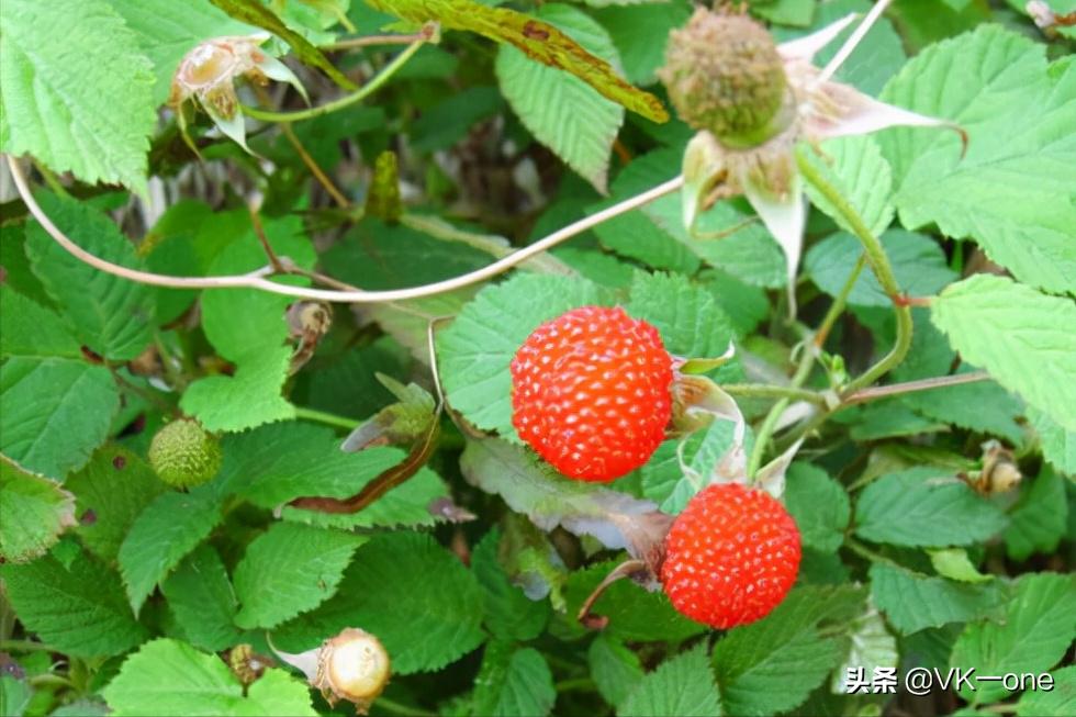 农村80后才看得懂的图和知道的经历