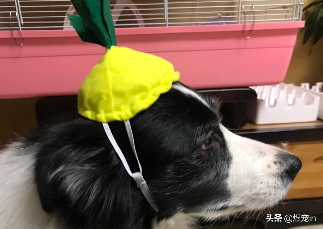 家里的狗狗掉毛,边牧狗掉毛家里怎么打理