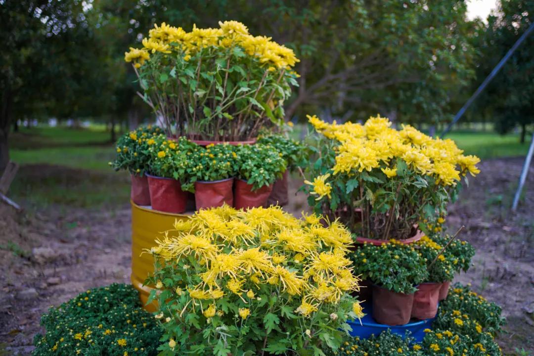 藏不住了！国庆苏州这片花海美哭了！大人小孩玩到不想走