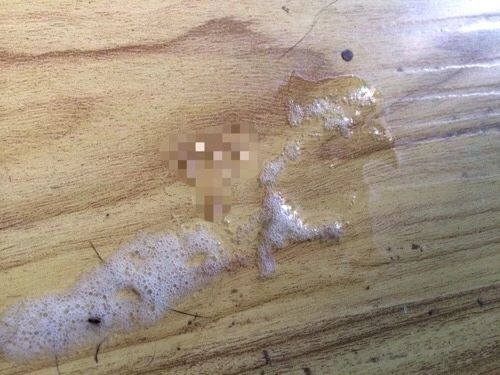 猫咪呕吐不吃猫粮是什么原因,猫咪呕吐怎么判断是猫粮的问题