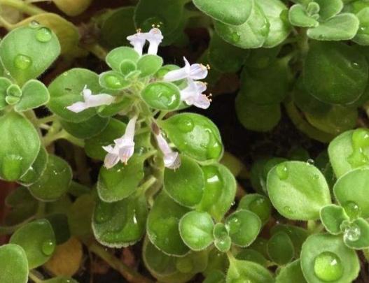 有什么神奇的植物,适合养在卧室有香味的绿植