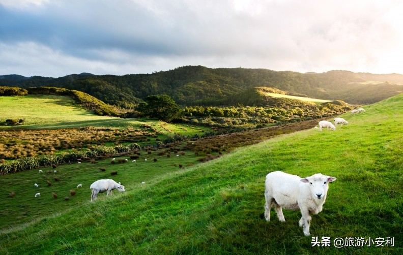 新西兰特产必买清单及价格,新西兰必买清单超全整理