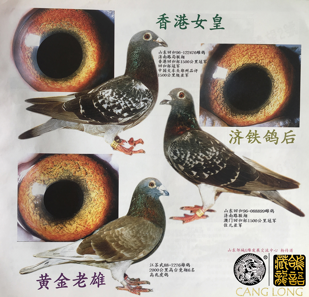 赛鸽幼鸽训练方法,幼鸽1-30天成长集锦