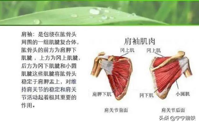 肩膀和手臂连接处疼痛还响,肩膀转圈骨头就咯噔响伴随疼痛