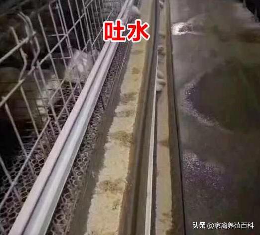 鸡“吐水”是什么原因？有没有可行的解决办法？