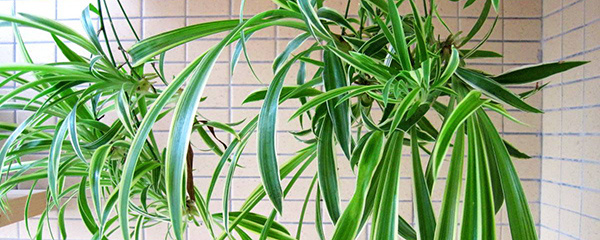 吊兰病虫害防治方法,吊兰病虫