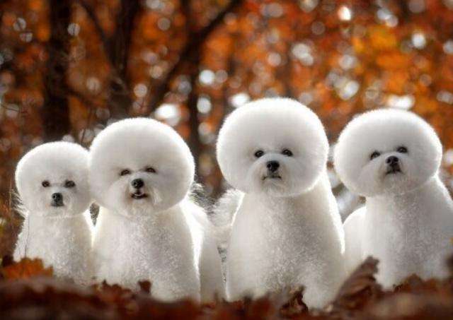 比熊泪痕重什么原因,比熊有泪痕的原因