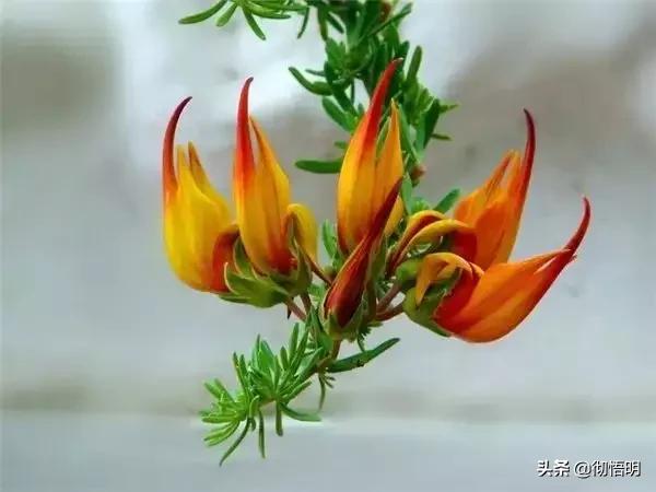 十种稀有长寿花,80个长寿花品种全都美极了