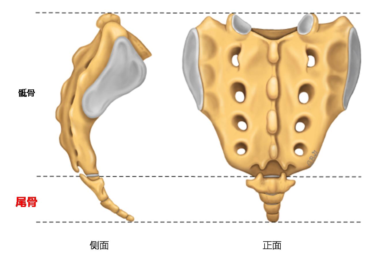 尾骨受伤疼多长时间才能恢复,摔屁股尾骨疼挂骨科还是创伤科