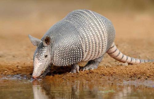 人类遇到亚马逊森蚺怎么自救,森蚺有可能被撑死吗