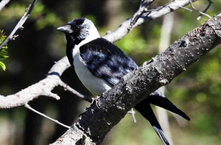 东江揽胜,惠州淡水常见鸟类图谱