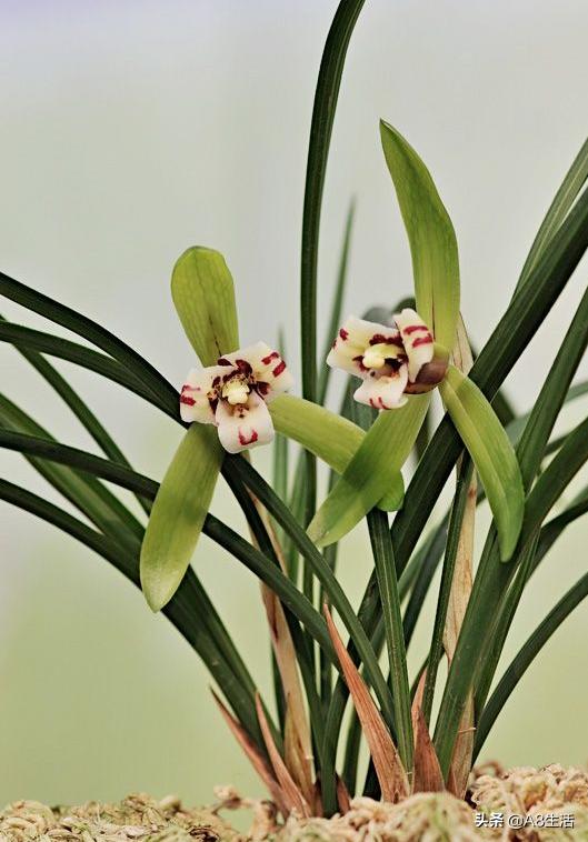 中国兰花名品录,春兰兰花名品大全