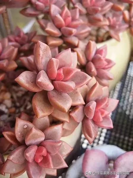 365种多肉图谱大全,365种鲜花图册大全