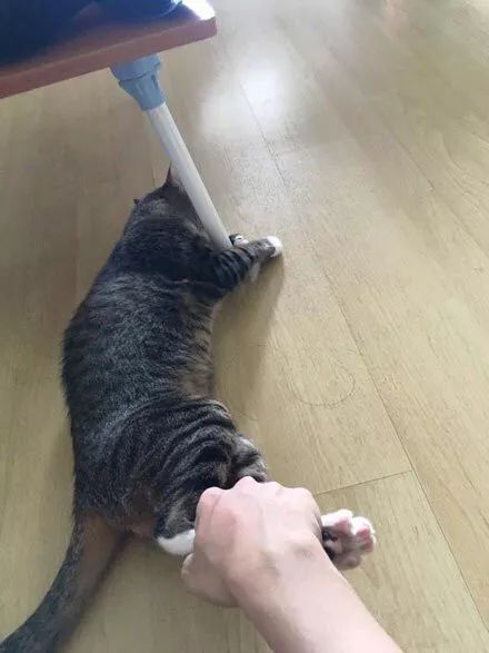 在家冬季给猫咪洗澡要注意什么,北方冬天猫咪洗澡