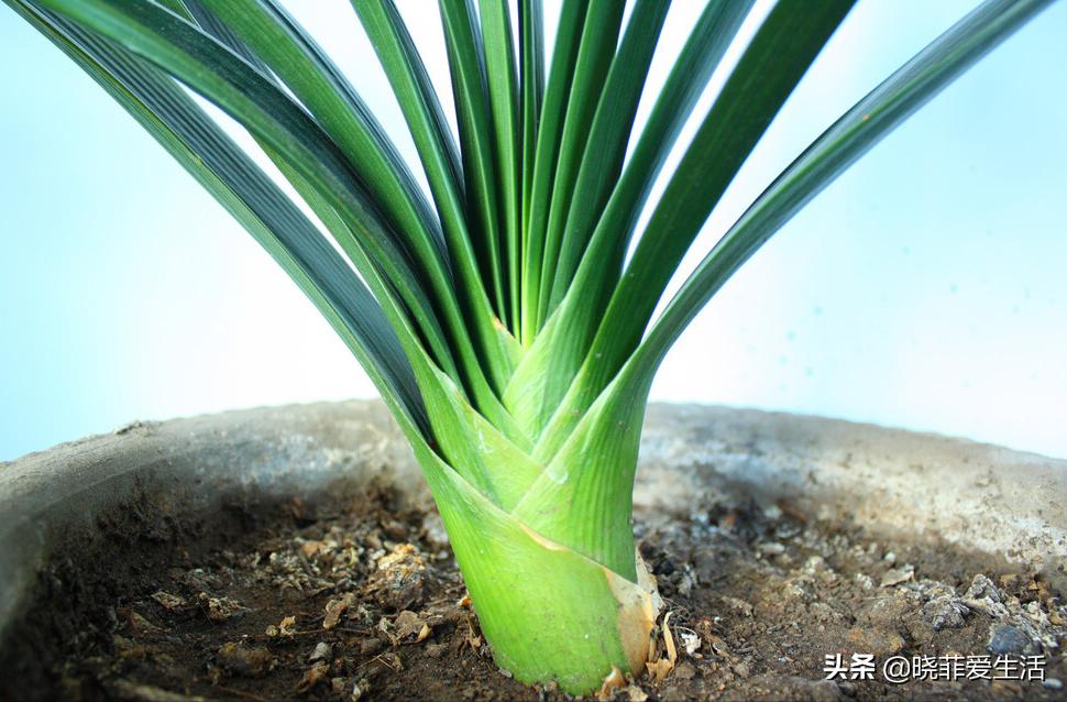 君子兰养了几年不开花要换盆吗,君子兰不开花这样养一年能开两茬