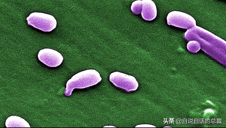 阿努纳奇创造人类,阿努纳奇的真实故事